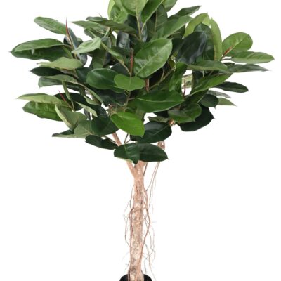 ficus elastica tete rubber plant tree scaled