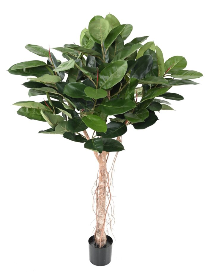 ficus elastica tete rubber plant tree scaled