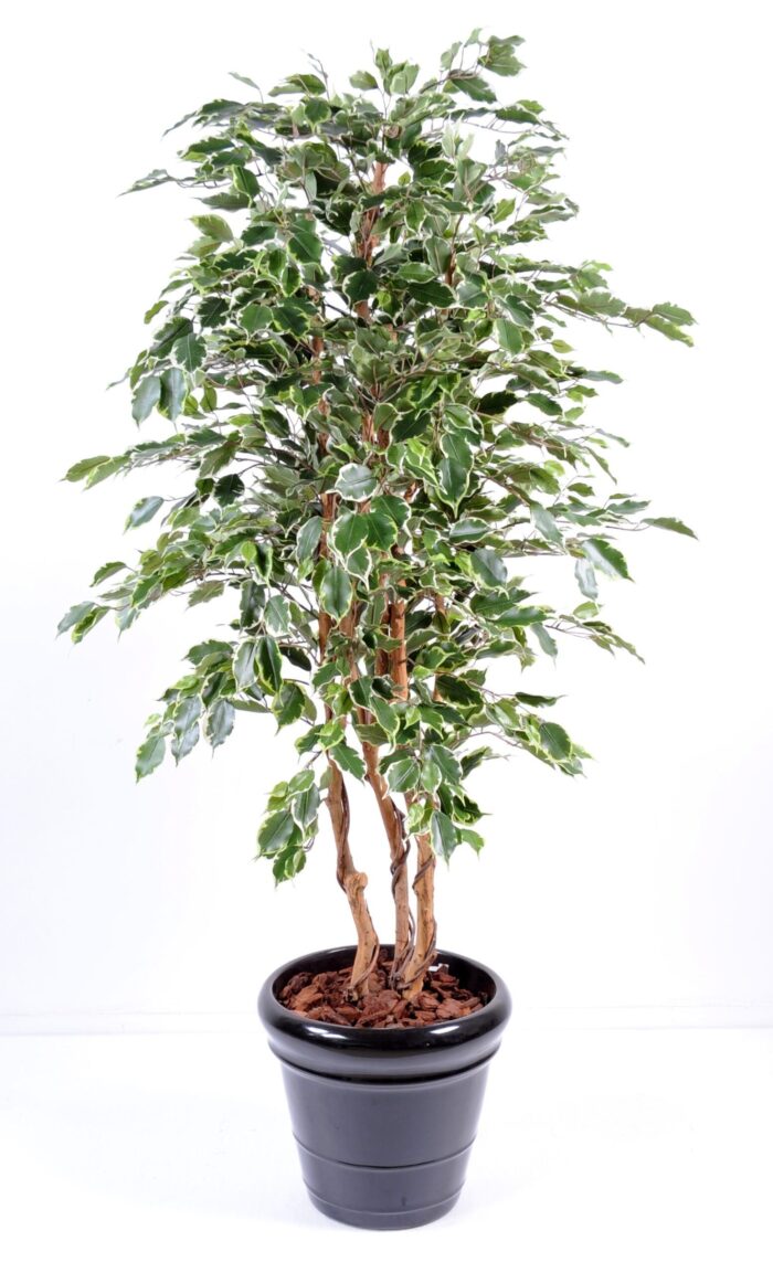ficus exotica 1 scaled