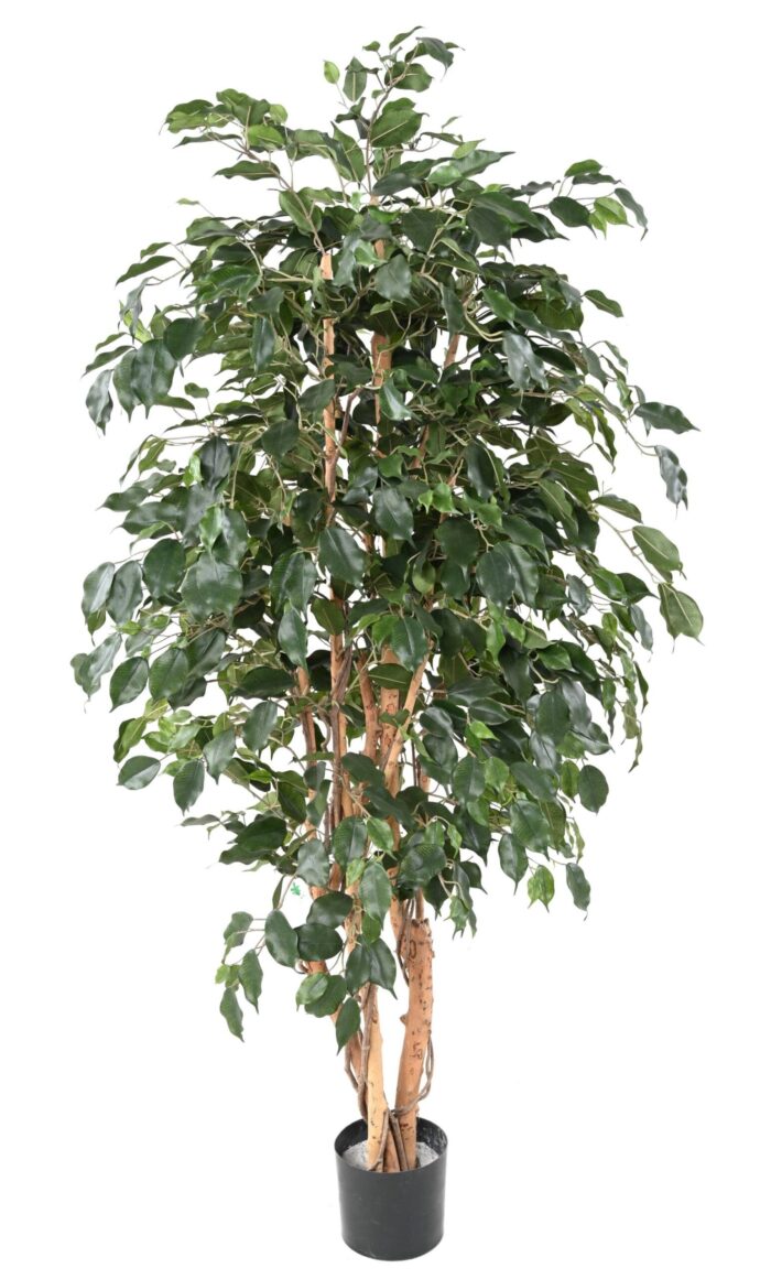 ficus exotica 2 scaled