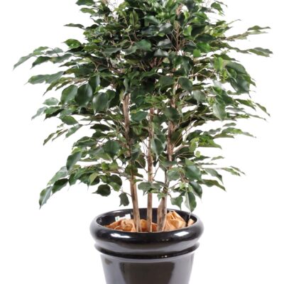 ficus exotica bush scaled