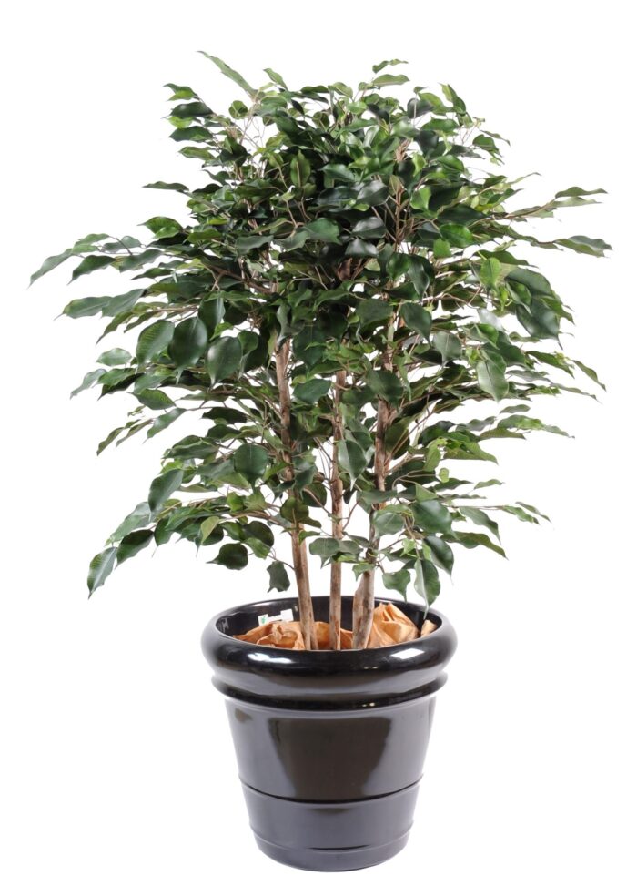 ficus exotica bush scaled