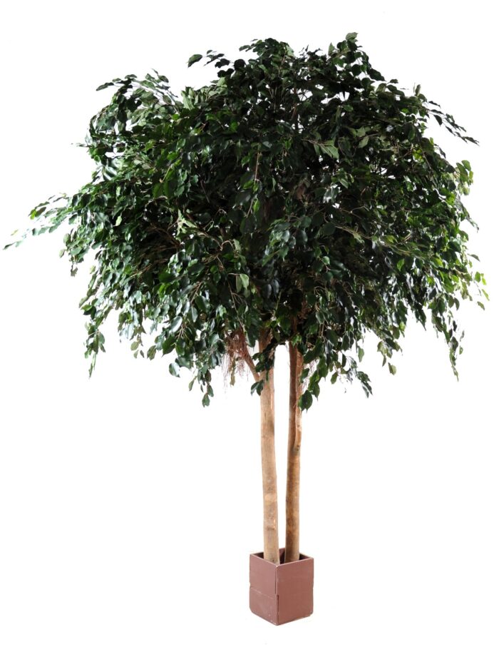 ficus exotica giant