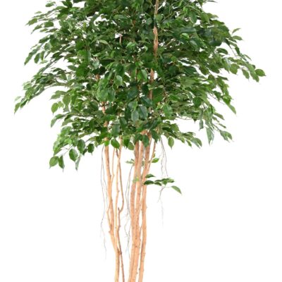 ficus exotica mt 260 scaled