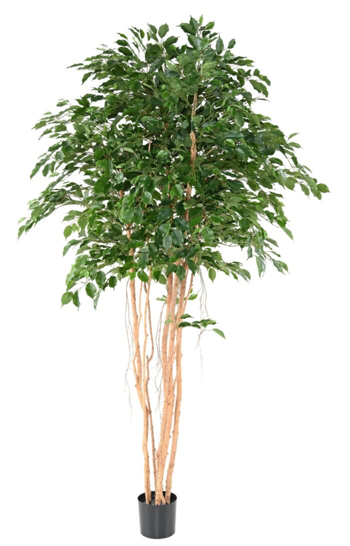 ficus exotica mt 260 scaled