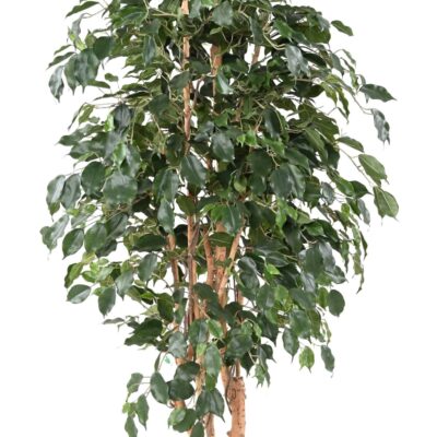 ficus exotica scaled