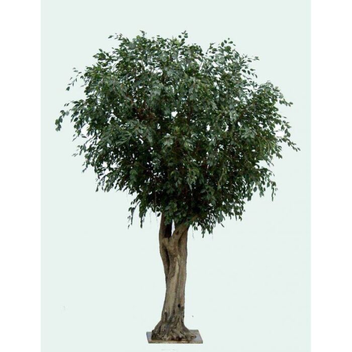 ficus geant tree
