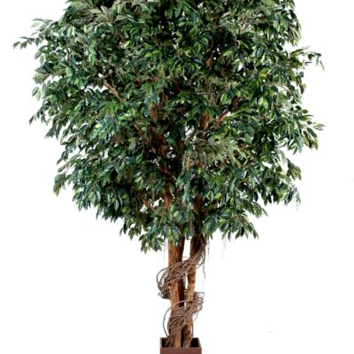 ficus giant 1 scaled