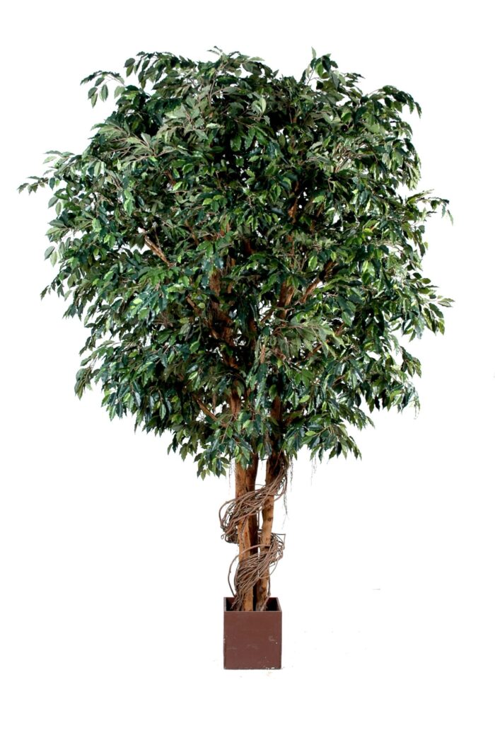 ficus giant 1 scaled