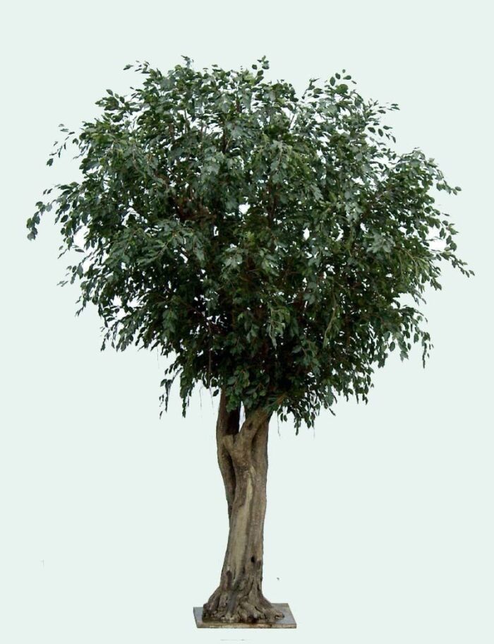 ficus giant tree 1