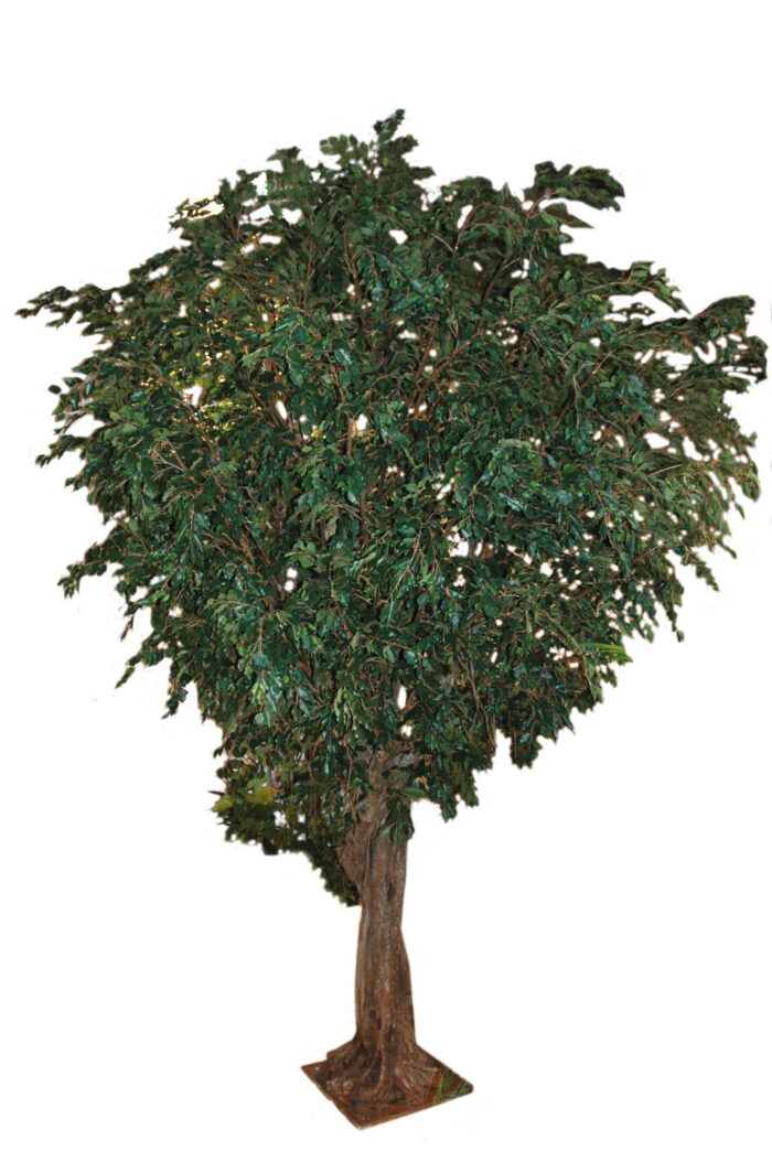 ficus giant tree