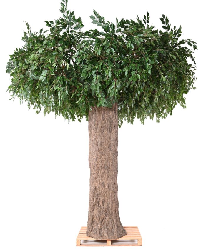 ficus giant trunk 2 parts post cover scaled