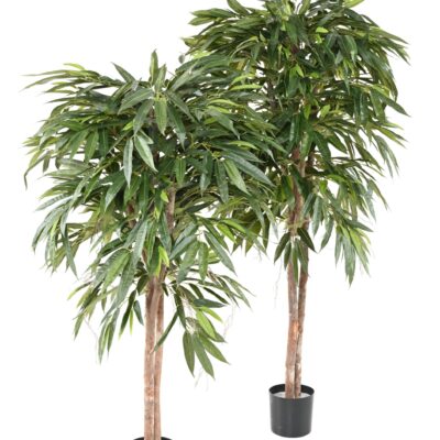 ficus longifolia 1 scaled