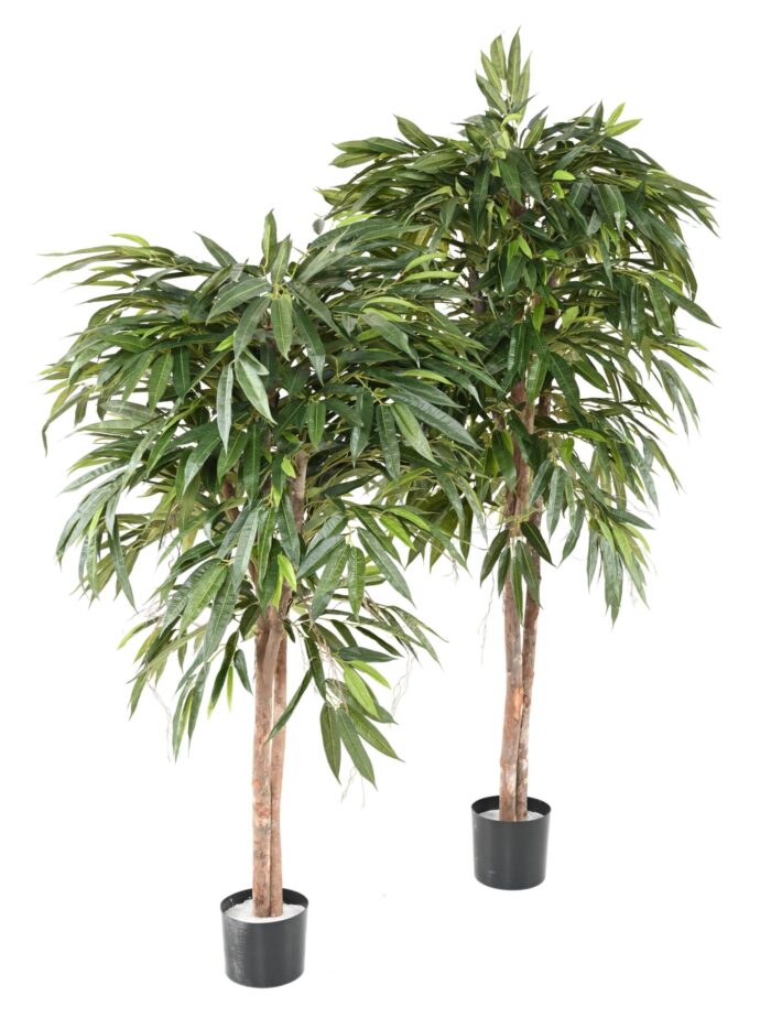 ficus longifolia 1 scaled
