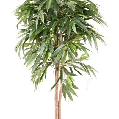 ficus longifolia scaled