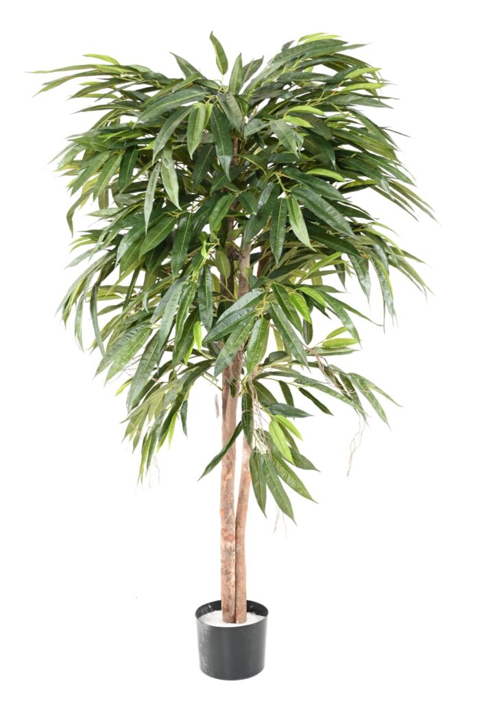 ficus longifolia scaled