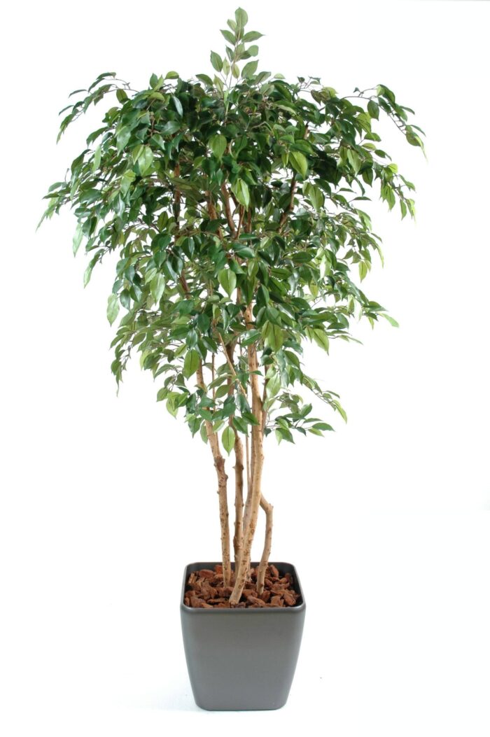 ficus multitree natasja 2 scaled