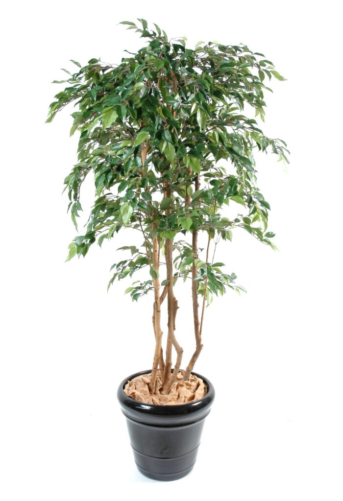 ficus multitree natasja scaled