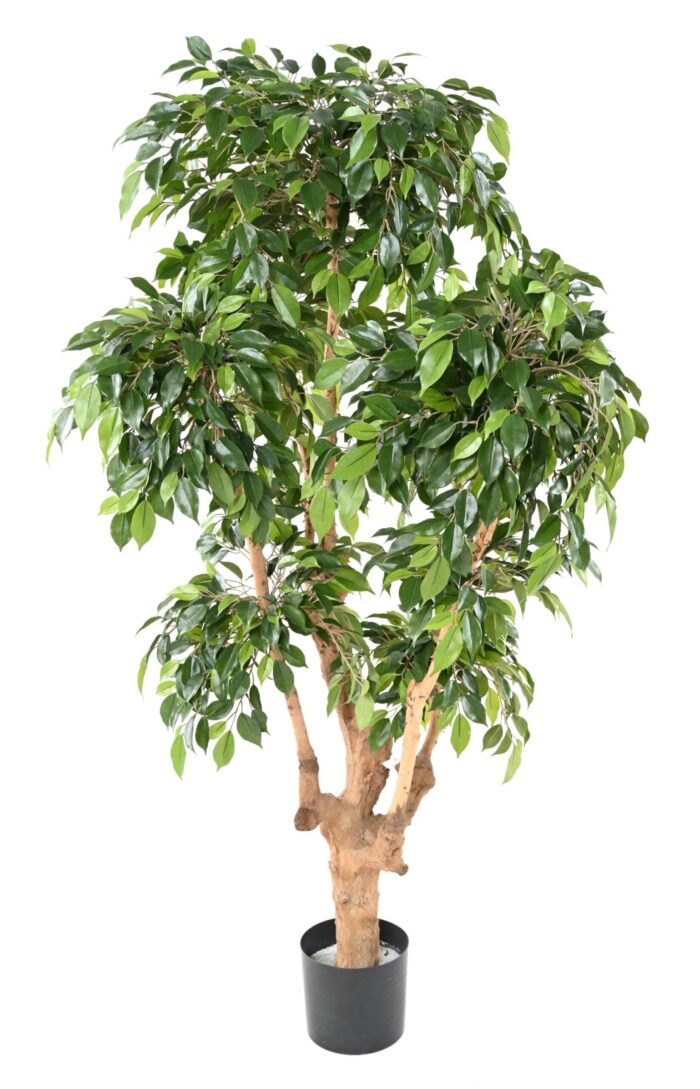ficus natasja 5 heads scaled