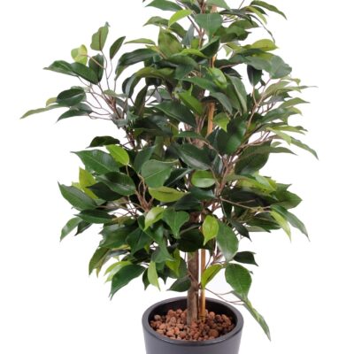 ficus natasja in 10 pot scaled