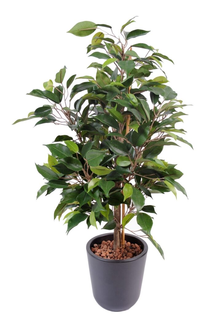 ficus natasja in 10 pot scaled
