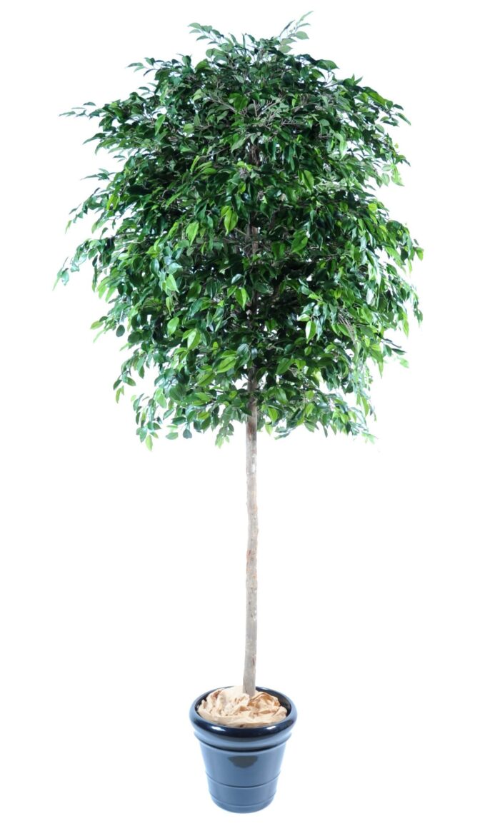 ficus natasja tree scaled