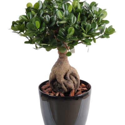 ficus panda ginseng