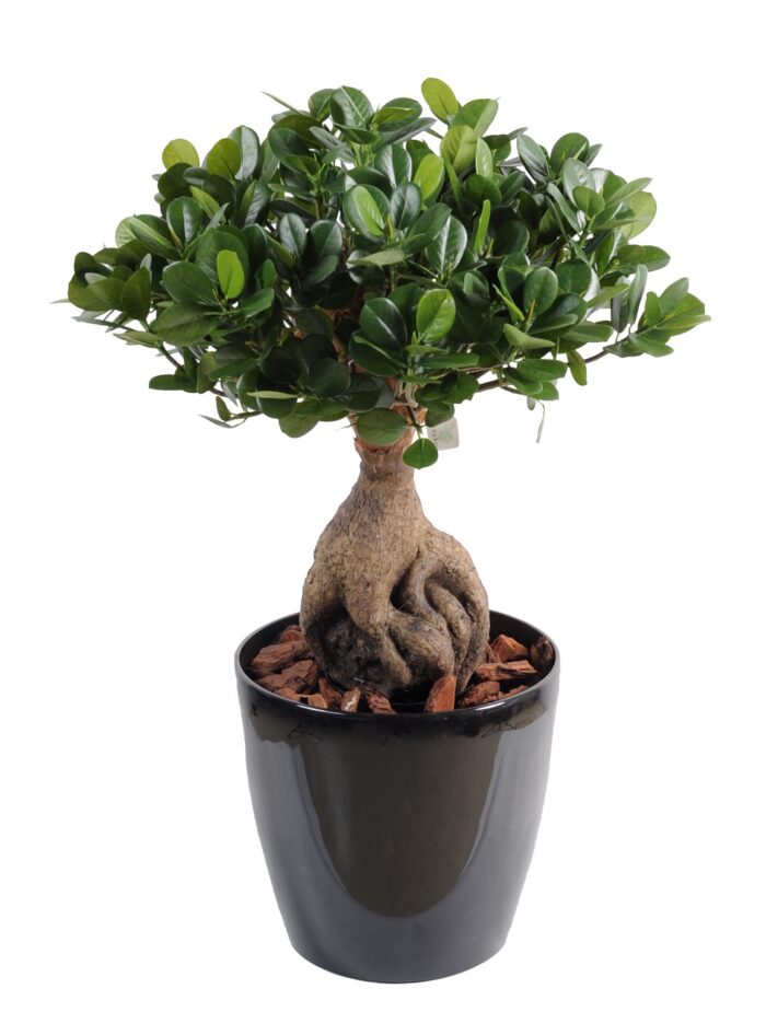 ficus panda ginseng