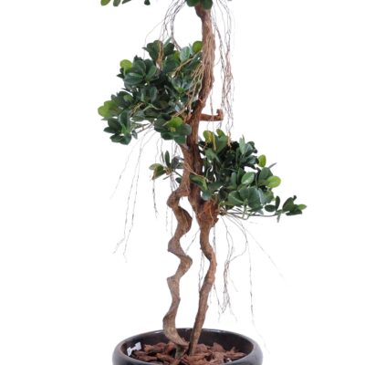 ficus panda new 150
