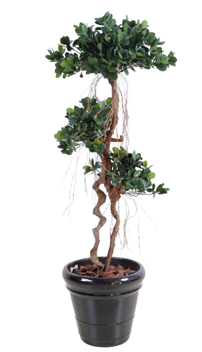 ficus panda new