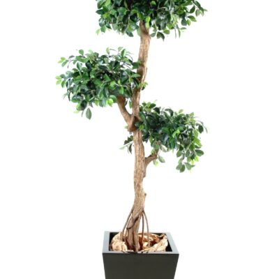 ficus retusa crazy scaled