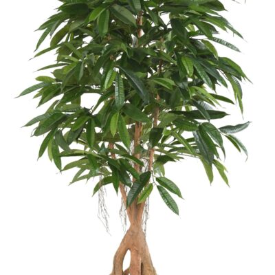 ficus root longifolia 180 base scaled