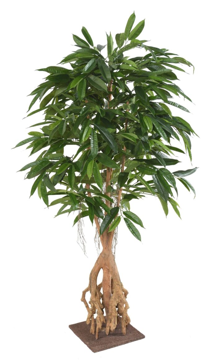 ficus root longifolia 180 base scaled