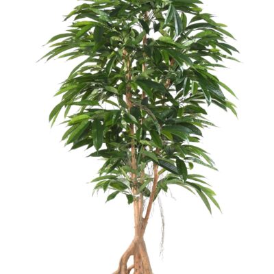 ficus root longifolia 210 scaled