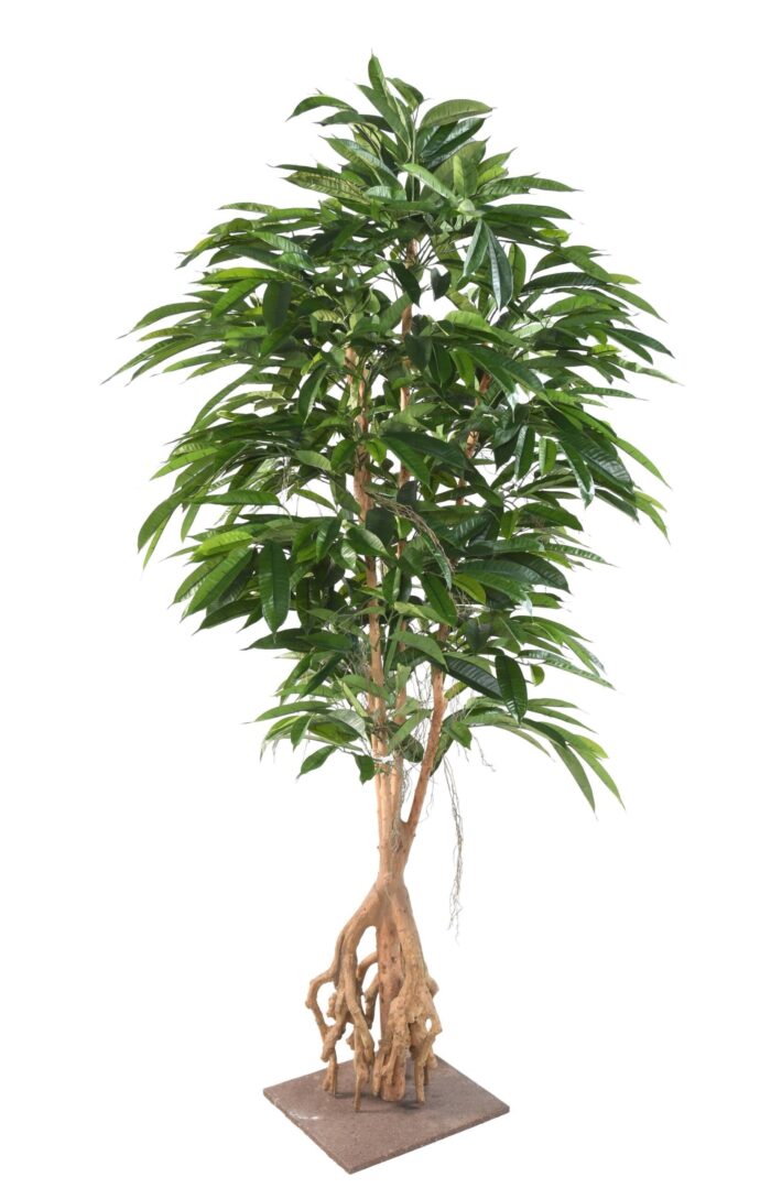 ficus root longifolia 210 scaled