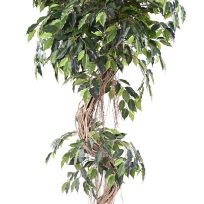 ficus s scaled