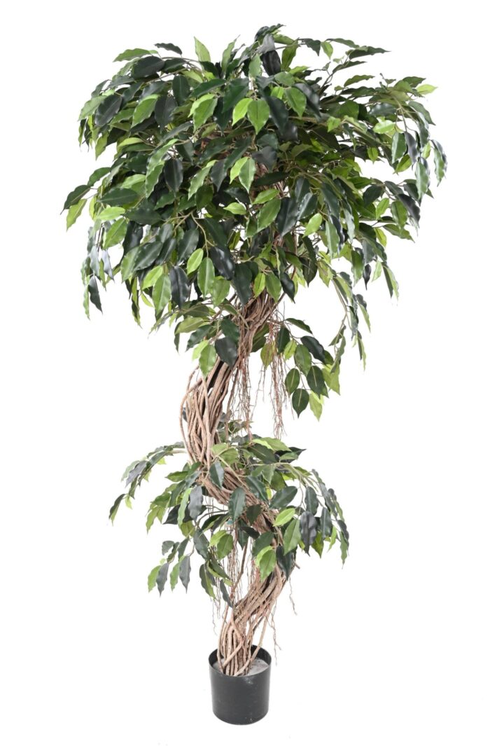 ficus s scaled