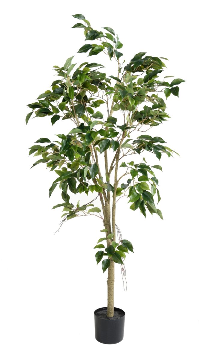 ficus scaled