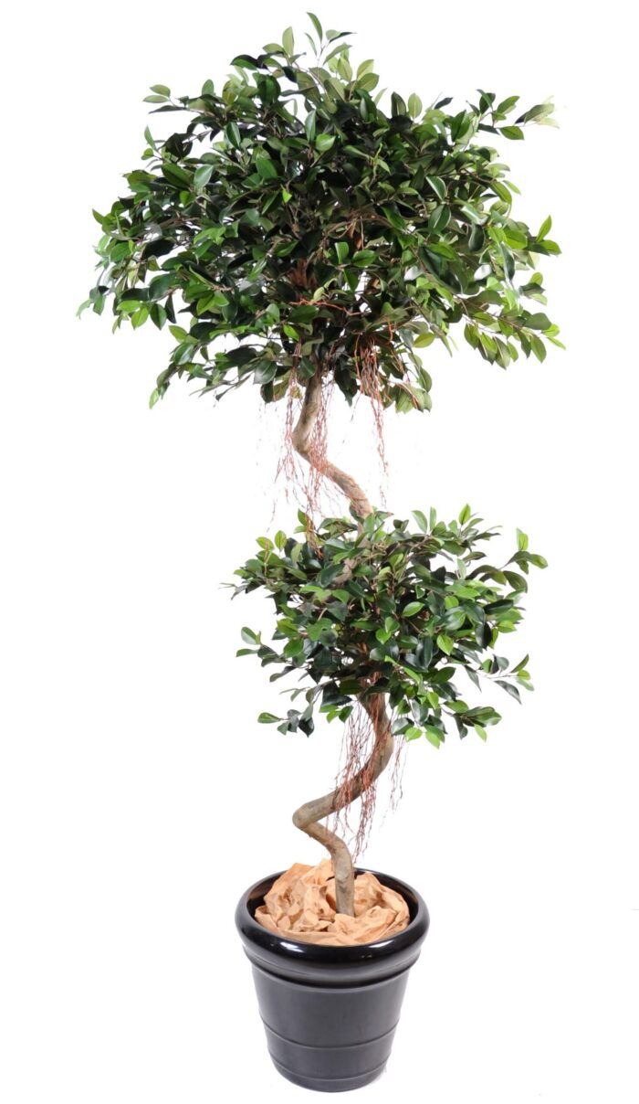ficus spiral 2 balls scaled