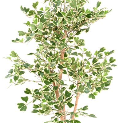 ficus triangularis scaled