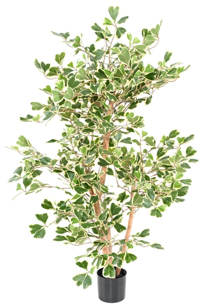 ficus triangularis scaled