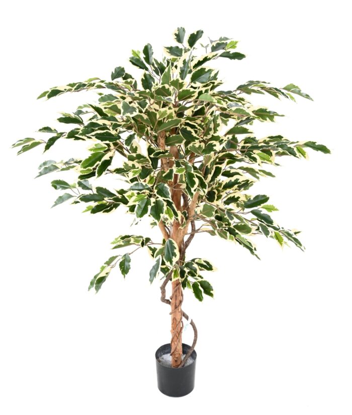 ficus trunk simple gf 1 scaled