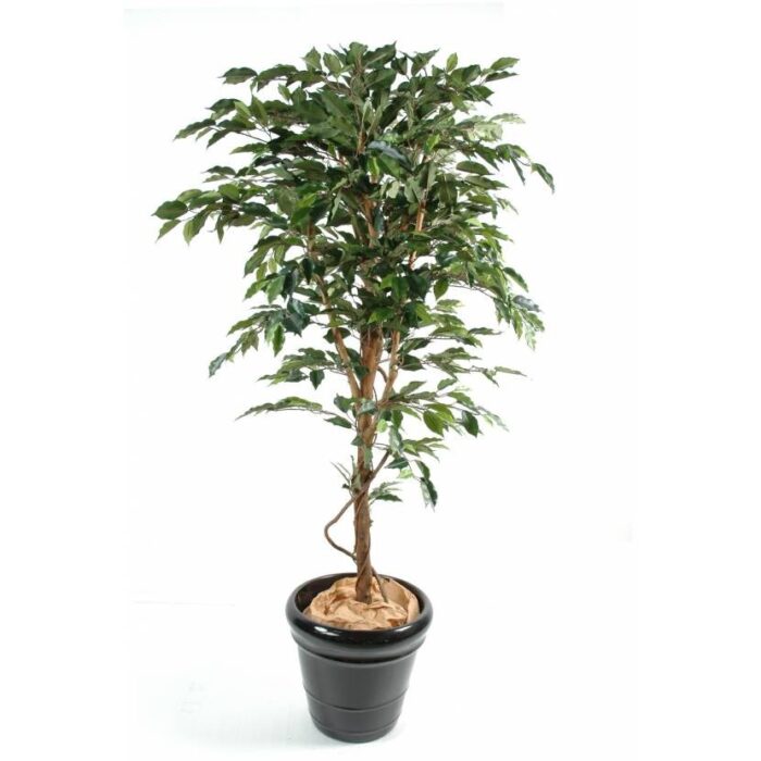 ficus trunk simple gf 2