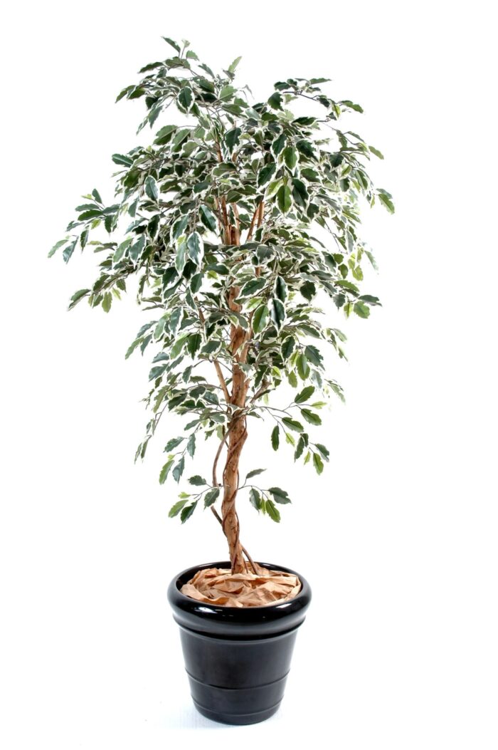 ficus trunk simple gf 3 scaled
