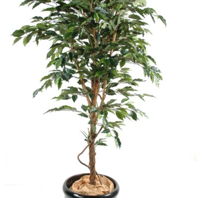 ficus trunk simple gf 6