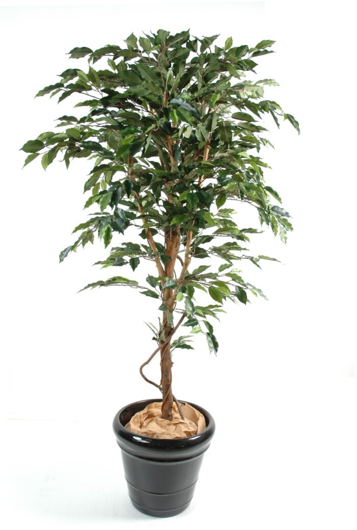 ficus trunk simple gf 7