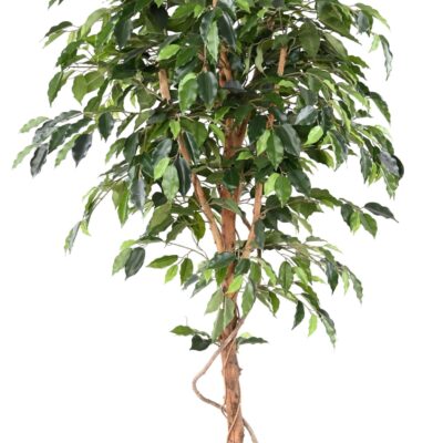 ficus trunk simple gf scaled