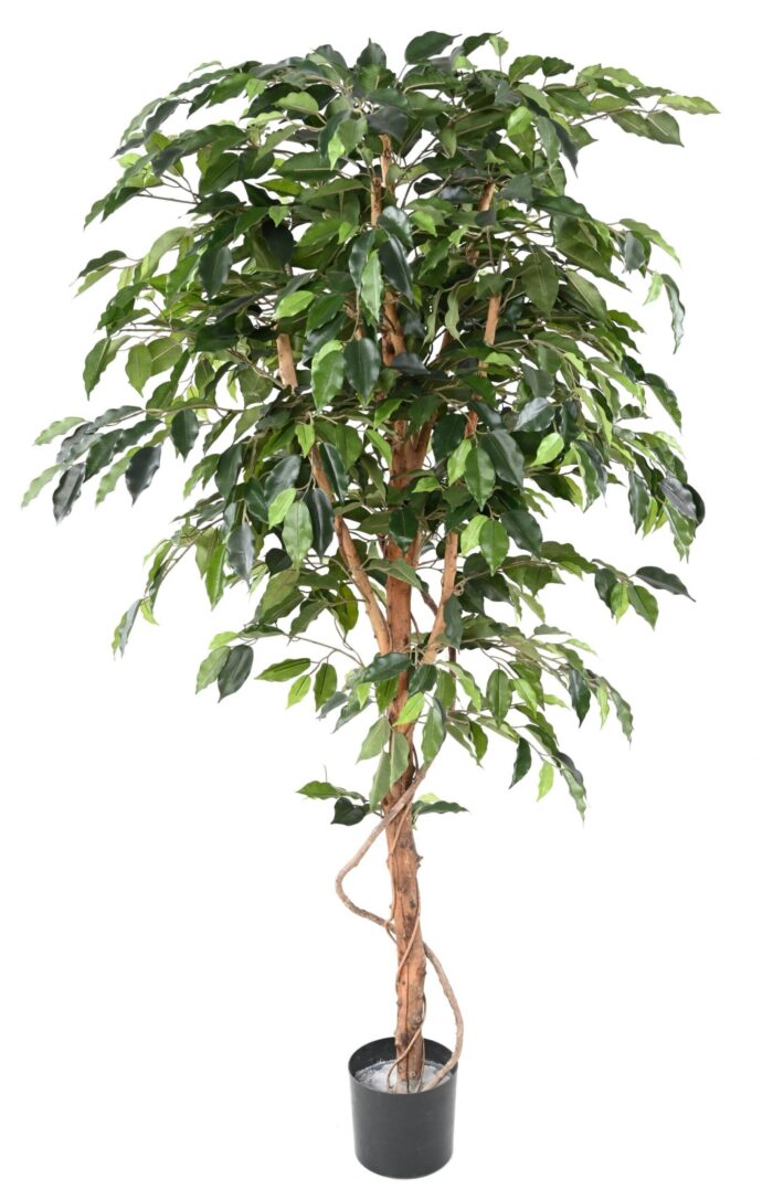 ficus trunk simple gf scaled