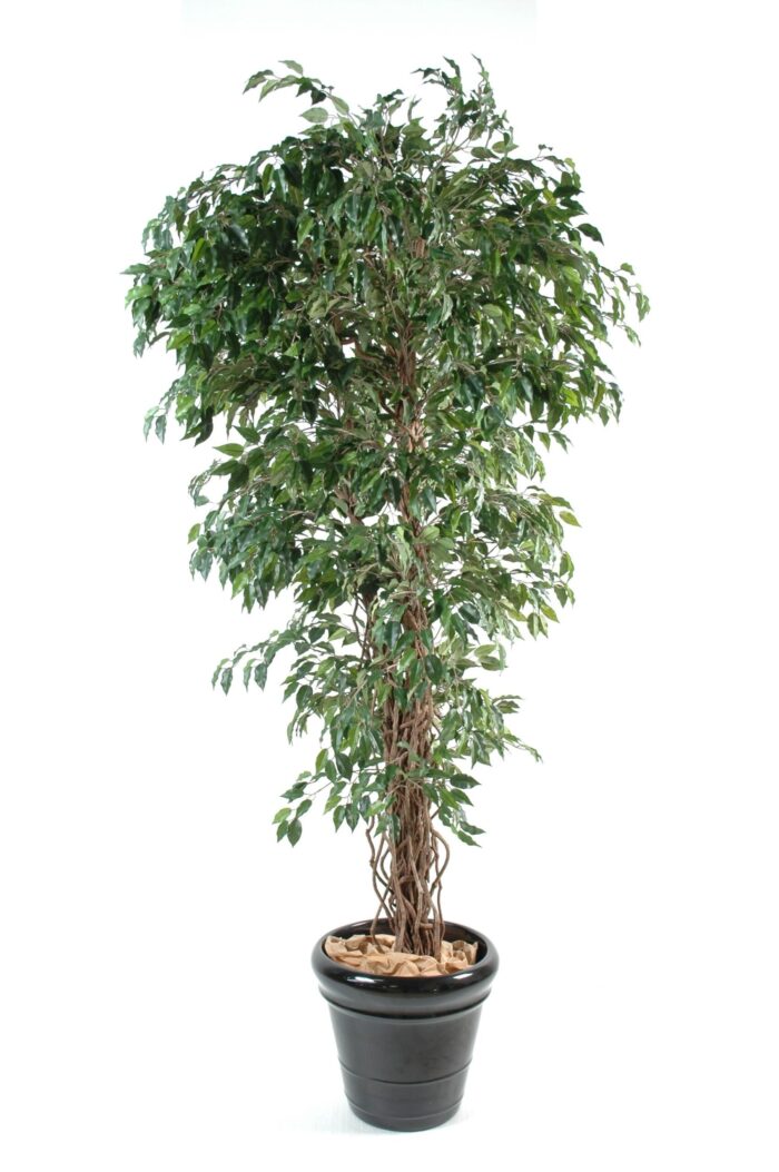 ficus vines fp 2 scaled