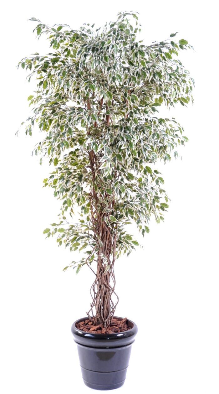 ficus vines fp 3